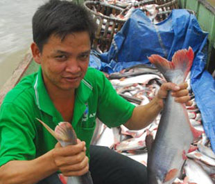 Có thể xuất khẩu 70.000 tấn cá tra sang Nga trong năm 2009