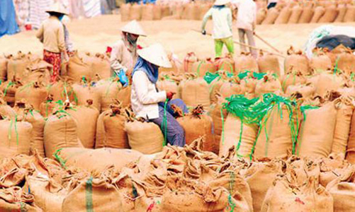 Năm nay, xuất khẩu gạo của Việt Nam “nhất thế giới”?