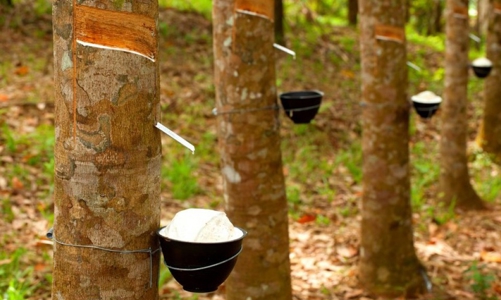 Xuất khẩu cao su tăng lượng, giảm giá trị