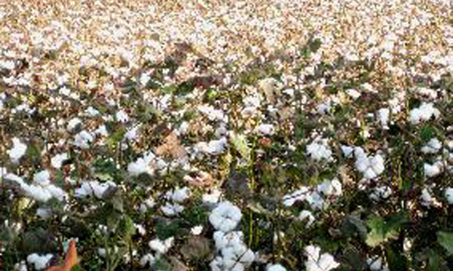 Dệt may “đau đầu” vì giá bông 