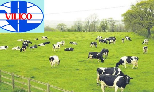 GTNFOODS chốt tỷ lệ hoán đổi lấy VLC là 1,6:1