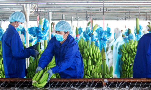 HAGL Agrico: Sẽ phát hành cổ phiếu hoán đổi 5.500 tỷ đồng nợ Thadi và bổ sung vốn