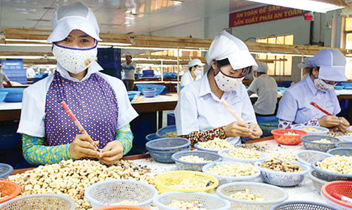 Vì sao xuất khẩu nhân điều liên tục sụt giảm?