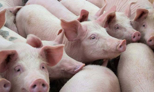 Dabaco: Năm 2020 biên lợi nhuận gần 26%, lãi ròng vọt lên 1.400 tỷ đồng