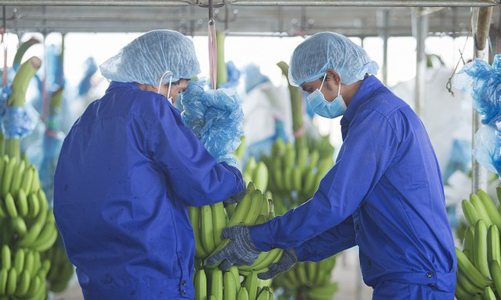 HAG bán 47,5 triệu cổ phiếu HAGL Agrico trả nợ ngân hàng