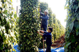 Năm khả quan cho xuất khẩu hồ tiêu