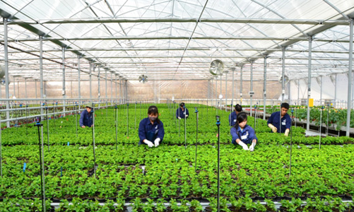 Hàn Quốc cho phép lao động visa E-9 hết hợp đồng được làm việc thời vụ