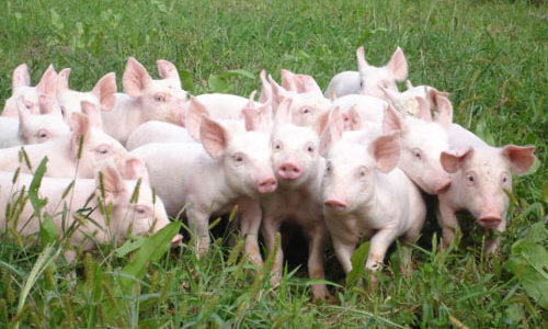 Hoà Phát bắt đầu... nuôi lợn