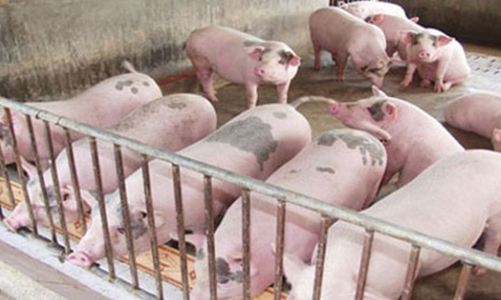 Đề xuất đưa chăn nuôi là ngành kinh doanh có điều kiện