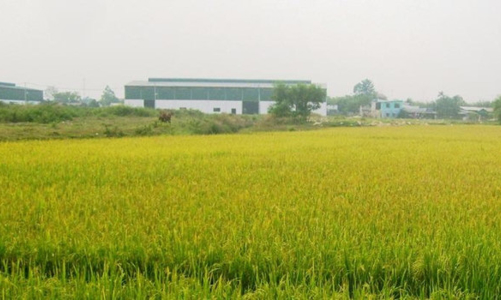 Thủ tướng phê duyệt chuyển mục đích sử dụng 65 ha đất nông nghiệp ở Long An