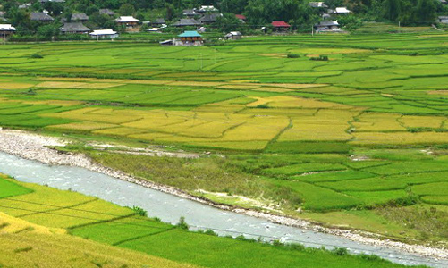 Thủ tướng duyệt cho 3 tỉnh được chuyển đất lúa