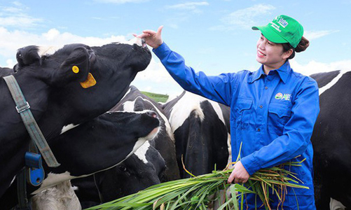 Vinamilk và GTNfoods đăng ký mua hơn 39 triệu cổ phiếu Mộc Châu Milk