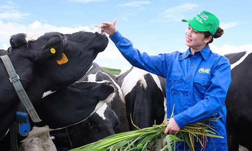 Năm 2021, Mộc Châu Milk dự kiến lãi 319 tỷ đồng, tăng 13,5%