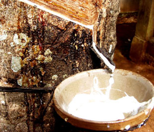 Thị trường cao su cuối năm: Nguồn cung giảm mạnh