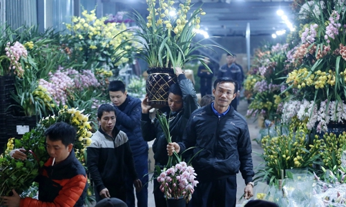 Nhập khẩu hoa và cây cảnh tăng mạnh