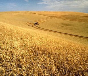 Nỗi khổ của nông dân Mỹ