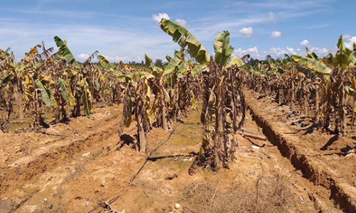 1.200ha chuối ngập lụt, HAGL Agrico lỗ gần nghìn tỷ quý 3 dù đã 