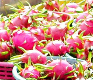 Thanh long xuất khẩu của Việt Nam đã đến Mỹ