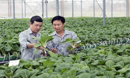 Giao ngân hàng lo gói 100 nghìn tỷ cho nông nghiệp công nghệ cao