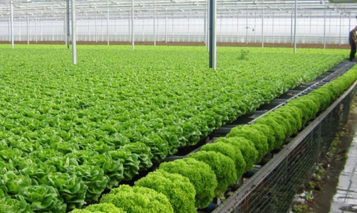 Rau màu vụ Đông đạt gần 30.000 tỷ đồng