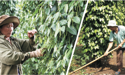 Hết thời đỉnh cao, xuất khẩu hồ tiêu tiếp tục rơi vào 