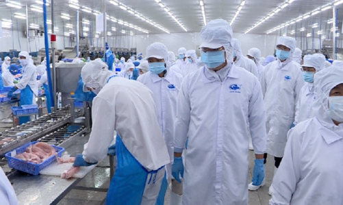 Xuất khẩu suy yếu, doanh thu tháng 2 của Vĩnh Hoàn giảm 31%, đạt 436 tỷ đồng