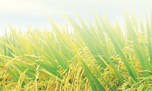 Công ty Giống cây trồng Miền Nam chuẩn bị hủy niêm yết