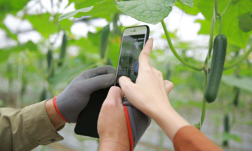 Giải cứu nông sản Hải Dương bằng công nghệ số 