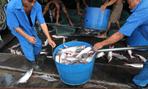 Ngành thủy sản: Chủ động đối mặt và thích nghi với 3 chữ 