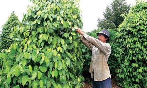 Giá hồ tiêu đang tụt dốc