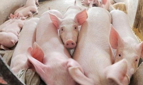 Bộ Nông nghiệp đưa 5 giải pháp “giải cứu” giá thịt lợn 