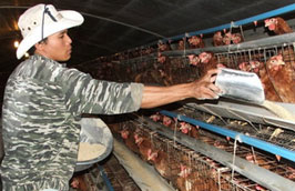 Mỗi năm phải nhập trên 300 triệu USD thức ăn chăn nuôi