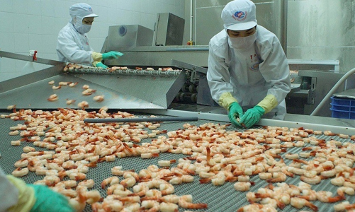 Tôm Việt Nam xuất sang Hàn Quốc: Tín hiệu tốt nhờ hiệp định VKFTA