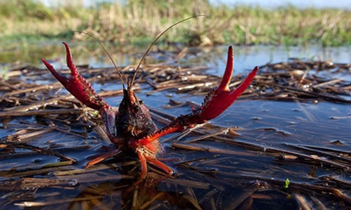 Hơn 30 tấn tôm hùm đất được nhập khẩu về Việt Nam với giá rẻ