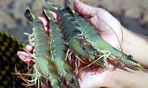 31 doanh nghiệp xuất khẩu tôm sang Mỹ được hưởng thuế chống bán phá giá 0%