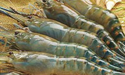 Xuất khẩu nông sản tăng trưởng ấn tượng