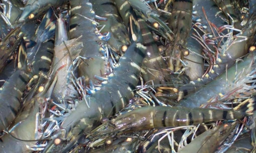 Australia đang xem xét bãi bỏ lệnh cấm nhập khẩu tôm từ Việt Nam 