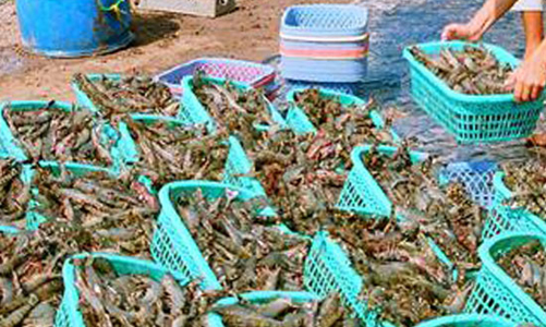 Nhà máy chế biến “ăn đong” tôm nguyên liệu