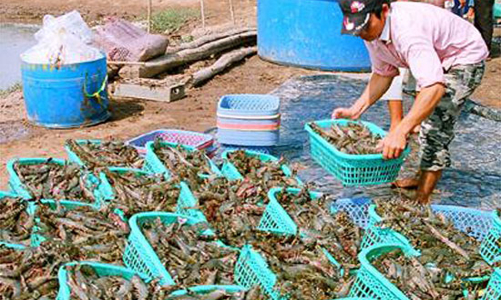 Tôm nguyên liệu thiếu triền miên