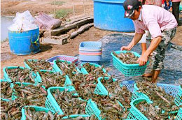 Năm 2010, tôm sú vẫn là sản phẩm xuất khẩu chủ lực?
