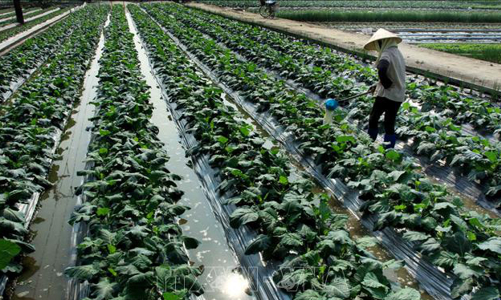 Việt Nam sẽ có 140.000 tổ hợp tác và 45.000 hợp tác xã vào năm 2030