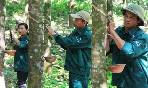 Tập đoàn Cao su sẽ trồng 115 nghìn ha ở nước ngoài