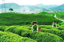 Giá chè xuất khẩu của Việt Nam tăng lên mức kỷ lục