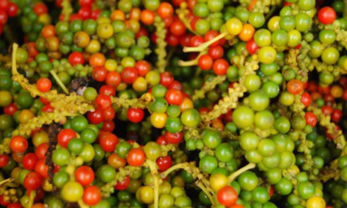 Thiếu nguồn cung, giá hồ tiêu tăng vùn vụt