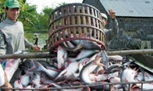 Cá tra không còn lo đầu ra