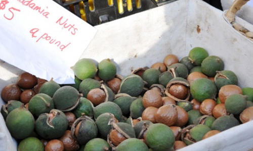 Mắc-ca, trên đường thành “cây chủ lực mới” Tây Nguyên