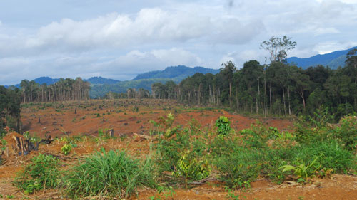 Hiệu quả đất nông lâm trường: “Thế này thì rất gay”