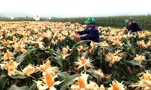 Chất vấn Thủ tướng về sản phẩm biến đổi gien