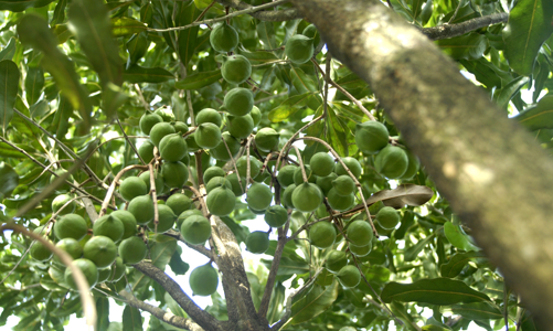 Chính phủ chỉ đạo thí điểm trồng mắc-ca ở Tây Bắc