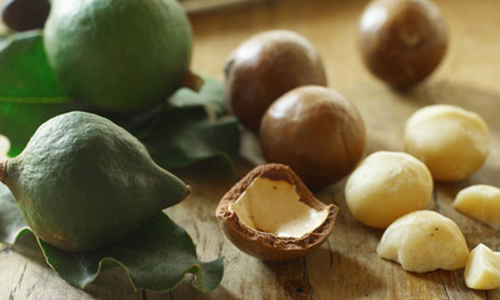 Đưa mắc-ca vào Tây Nguyên: Họ đã nói...